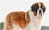 圣伯纳犬拉稀怎么办?这些解决方法要了解清楚!