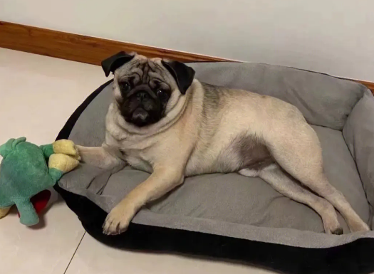 巴哥犬不听话怎么办？要有技巧的训练