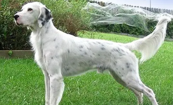 英国雪达犬好养吗?该怎么养才好? 英国雪达犬好养吗?该怎么养才好?