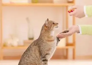 养猫对青春期孩子有帮助么