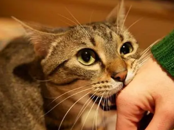 猫为什么扑我的手想咬我的手