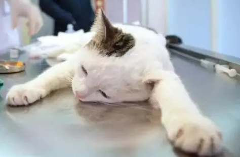 猫干呕不吐 吃拉正常