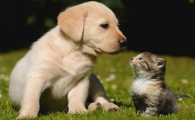 猫咪智商和狗狗哪个高