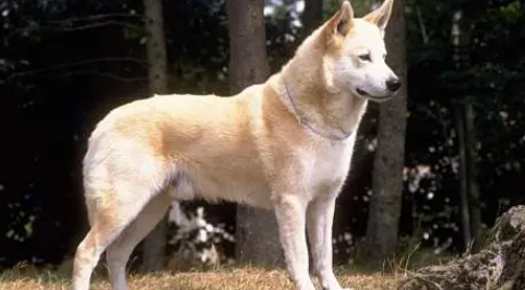 卡南犬肾病有什么症状?狗狗会有什么举动呢? 卡南犬肾病有什么症状?狗狗会有什么举动呢?