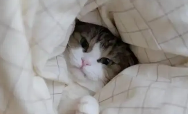 猫咪为什么要钻被窝里 猫咪为什么要钻被窝里