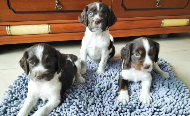 史宾格犬如何挑选?这几点要注意 史宾格犬如何挑选?这几点要注意