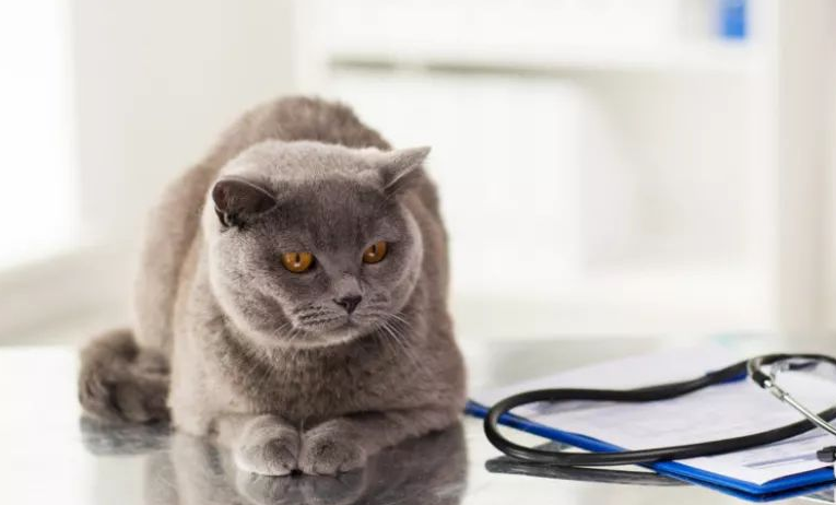 猫咪心脏大是什么原因