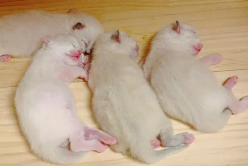刚出生的小猫注意事项 刚出生的小猫注意事项
