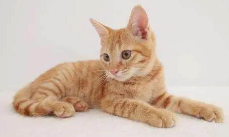 怎么化解家里养2只猫风水
