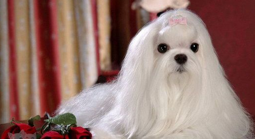 马尔济斯犬拉肚子怎么办?教你几招,快收藏! 马尔济斯犬拉肚子怎么办?教你几招,快收藏!