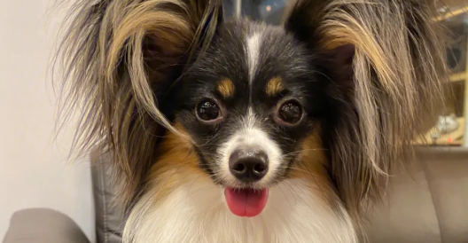 如何判断蝴蝶犬的年龄?我教你 如何判断蝴蝶犬的年龄?我教你
