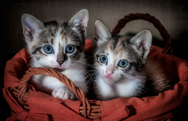 猫知道自己换主人了吗
