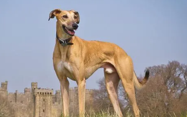 萨路基猎犬卧倒怎么训练?方法如下。 萨路基猎犬卧倒怎么训练?方法如下。