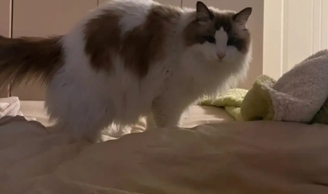 猫咪为什么老是跳床上拉屎呢 猫咪为什么老是跳床上拉屎呢