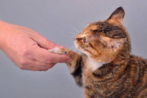小猫咪握手的目的是什么