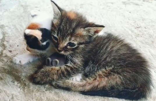 小花猫的本领是什么