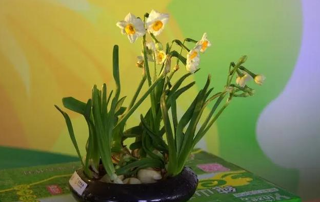 养猫不能养的植物和花 养猫不能养的植物和花