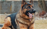 德国牧羊犬下崽吃什么?什么食物比较好?