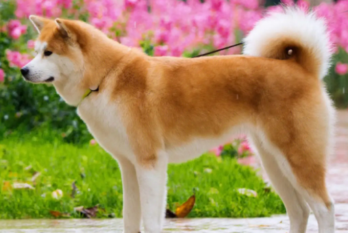 秋田犬怎么训练它听话？耐心很重要