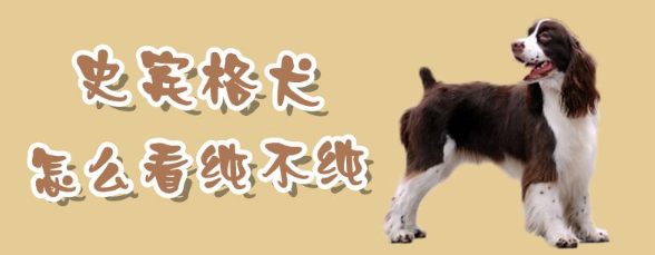 史宾格犬怎么看纯不纯?看这几点就行了 史宾格犬怎么看纯不纯?看这几点就行了