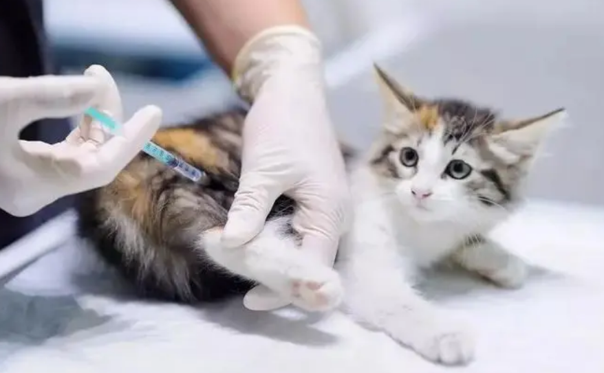 6岁的猫不出门要打疫苗吗 6岁的猫不出门要打疫苗吗