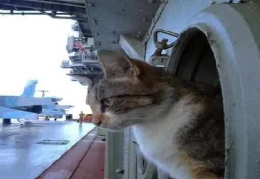 为什么军舰上都要养猫咪呢
