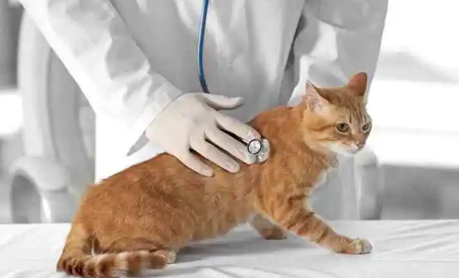 怎么预防猫的各种病 怎么预防猫的各种病