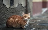 猫咪为什么喜欢蹭台阶脚呢