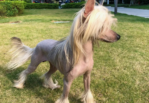 冠毛犬皮肤过敏怎么办?这里有答案! 冠毛犬皮肤过敏怎么办?这里有答案!