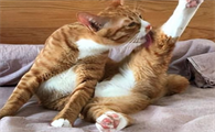 猫咪为什么不能主动舔毛