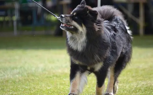 芬兰拉普猎犬好养吗?想养的铲屎官来看看~ 芬兰拉普猎犬好养吗?想养的铲屎官来看看~