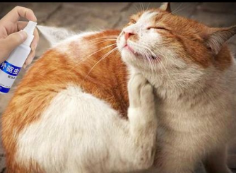 跳蚤会导致猫咪死亡吗 跳蚤会导致猫咪死亡吗