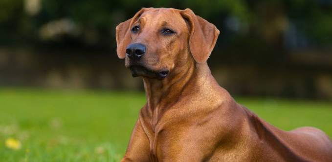 罗得西亚脊背犬打嗝怎么办？我告诉你解决方法