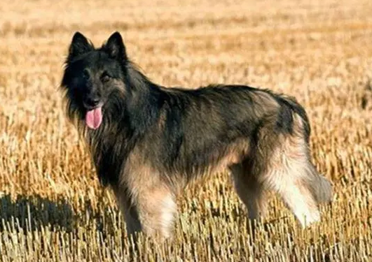 比利时牧羊犬怎么训练大小便？来这里看看吧
