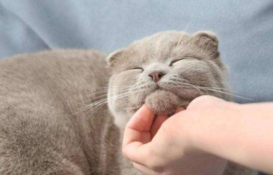 笨猫与聪明猫的区别 笨猫与聪明猫的区别