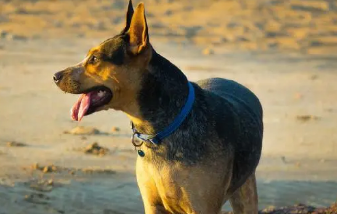 德国牧羊犬有什么缺点？想养的来了解下吧
