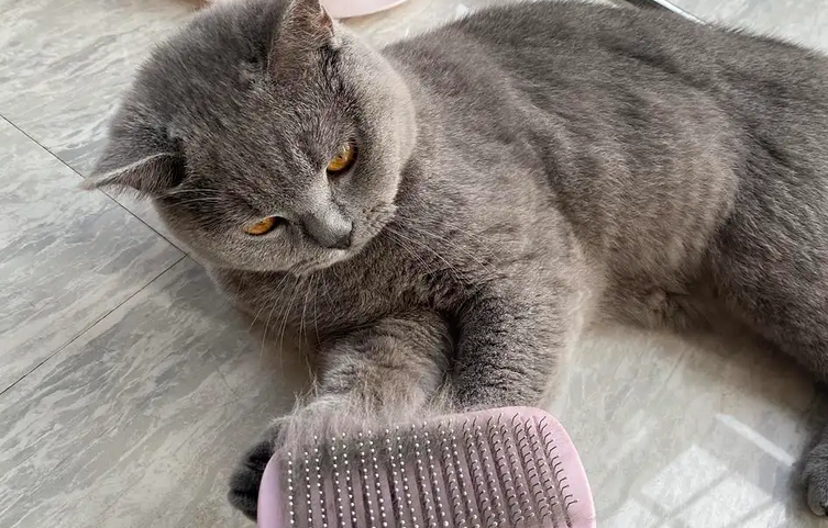 猫咪爱脱毛怎么回事