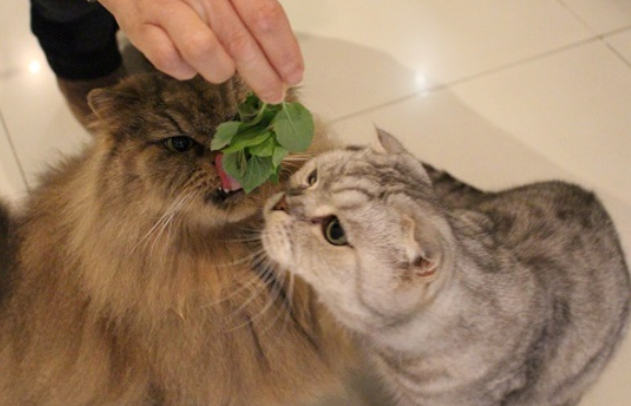 母猫为什么喜欢猫薄荷