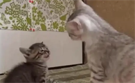 小猫总打大猫怎么办