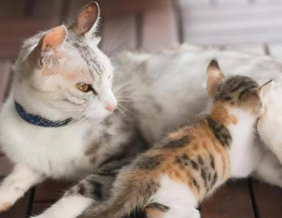 猫咪为什么不能控制自己的行为 猫咪为什么不能控制自己的行为