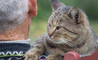 养猫最忌讳的一个生肖