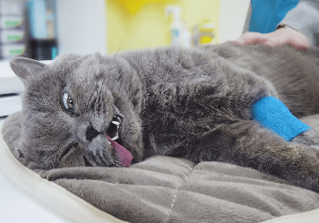 猫咪绝育后为什么还能生小猫