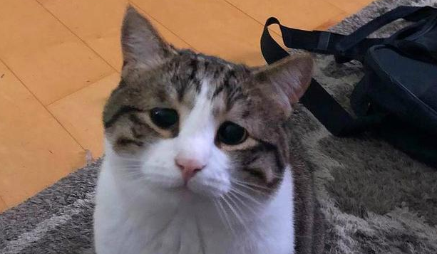 猫叫的很可怜是为什么
