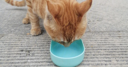 觉得流浪猫可怜?那么可以给流浪猫喂什么? 觉得流浪猫可怜?那么可以给流浪猫喂什么?