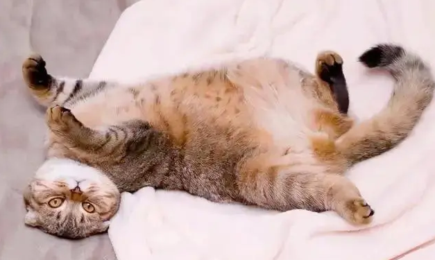 猫咪绕圈还打滚是为什么呢