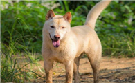 土狗拴着养还是放养