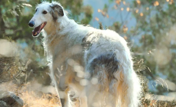 苏俄猎狼犬每天吃多少？这些知识要清楚