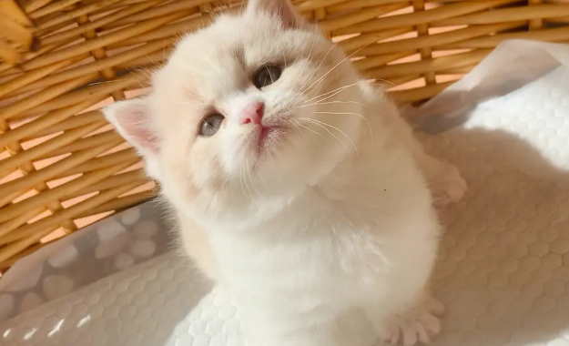 猫咪为什么看起来很乖