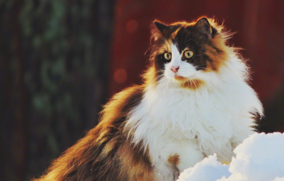 挪威森林猫孕期怎么吃？看这里！