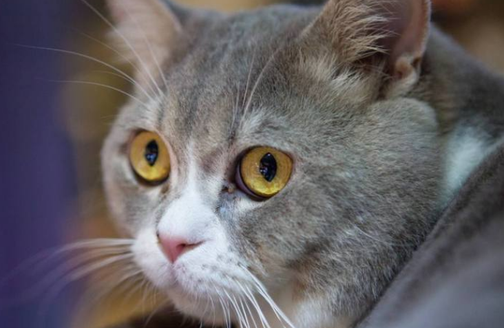 猫咪为什么害怕鬼